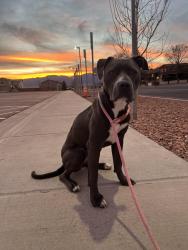 Lost Female Dog last seen c&s and cross creek, Fountain, CO 80817