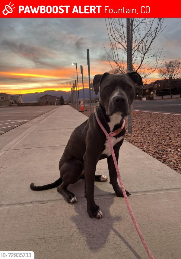 Lost Female Dog last seen c&s and cross creek, Fountain, CO 80817