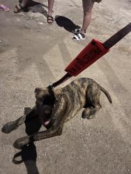 Reunited Female Dog last seen Near & moundview , Topeka, KS 66614