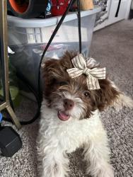 Reunited Female Dog last seen western Lucky Lady convenience store, Fort Worth, TX 76135
