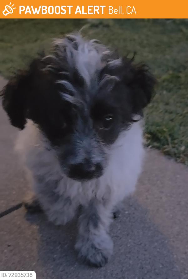 Found/Stray Female Dog last seen Randolph amd king atreet, Bell, CA 90201