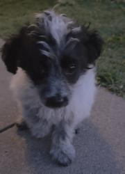 Found/Stray Female Dog last seen Randolph amd king atreet, Bell, CA 90201