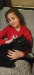 Lost Male Cat last seen Horizon and Greenway, Henderson, NV 89002