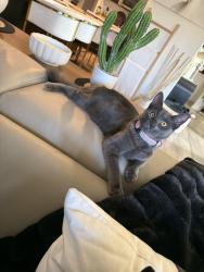 Reunited Female Cat last seen Ventura and Vineyard , Oxnard, CA 93036