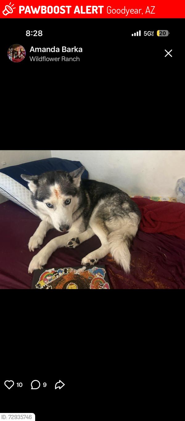 Lost Female Dog last seen spur kingman, Goodyear, AZ 85338