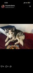 Lost Female Dog last seen spur kingman, Goodyear, AZ 85338