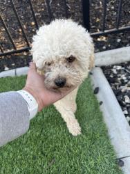 Reunited Male Dog last seen Expedition Dr , Riverside County, CA 92596