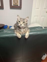 Found/Stray Female Cat last seen Partridge cres & Blackbird cres, Surrey, BC V3R 5B1