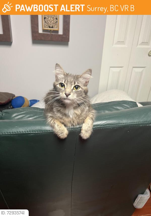 Found/Stray Female Cat last seen Partridge cres & Blackbird cres, Surrey, BC V3R 5B1