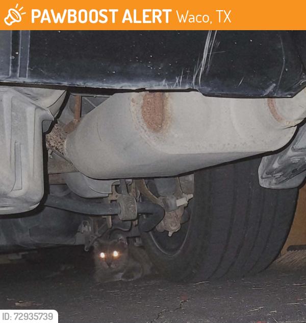 Found/Stray Unknown Cat last seen by Cougar Ridge Pkwy, 2 streets behind pharmacy, Waco, TX 76708