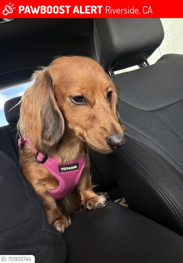 Lost Female Dog last seen Ruthann dr La canada de, Riverside, CA 92509