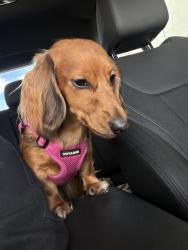 Lost Female Dog last seen Ruthann dr La canada de, Riverside, CA 92509