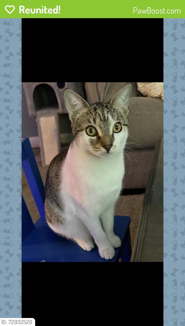 Reunited Female Cat last seen Near steel road , Drexel Hill, PA 19026