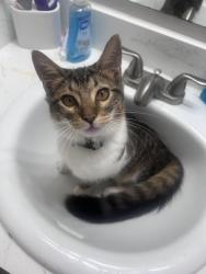 Lost Male Cat last seen My Houston 249 , Houston, TX 77088