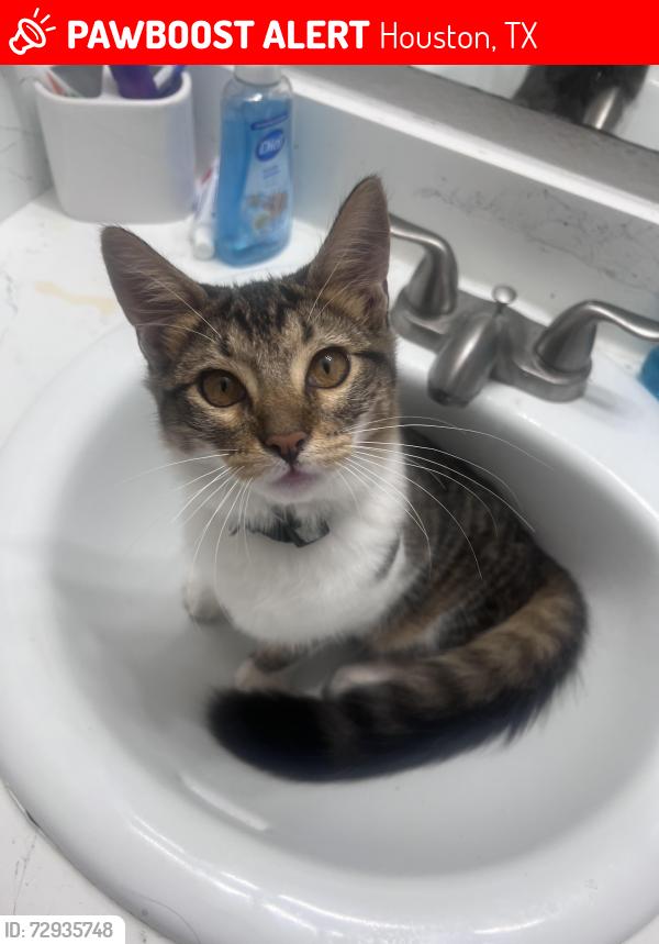Lost Male Cat last seen My Houston 249 , Houston, TX 77088
