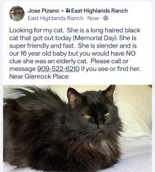 Lost Female Cat last seen Clear View Ln, Highland, CA 92346