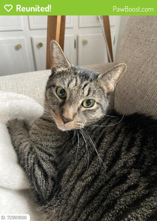 Reunited Male Cat last seen Woodhaven Rd & Woodhaven Ct, Greenville, NC 27834