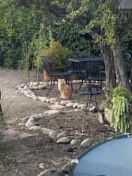 Reunited Unknown Cat last seen Blackthorne Ave, El Cajon CA , El Cajon, CA 92020