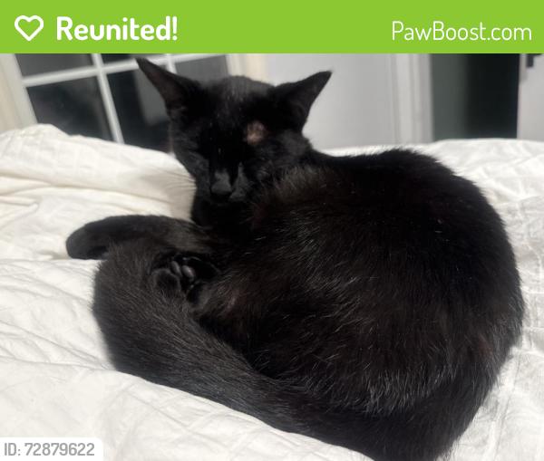 Reunited Male Cat last seen Hamilton Lakes Park Area, Greensboro, NC 27410