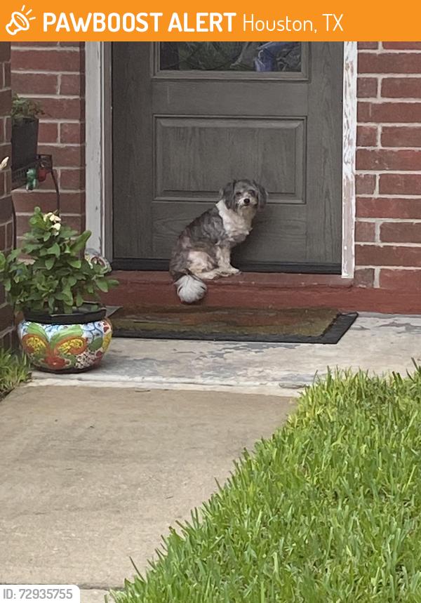 Found/Stray Unknown Dog last seen N Roselyn Houston , Houston, TX 77088