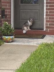 Found/Stray Unknown Dog last seen N Roselyn Houston , Houston, TX 77088