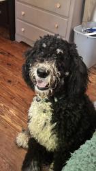 Reunited Female Dog last seen Ed Davis Road near Mt. Zion Baptist Church , Maryville, TN 37801
