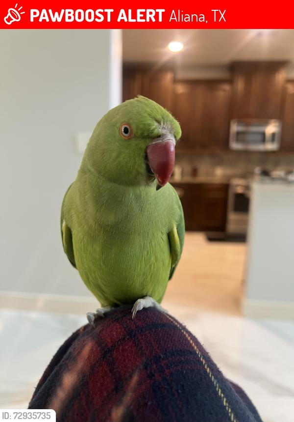 Lost Female Bird last seen West Belfort near Aliana/ Aliana area , Aliana, TX 77407