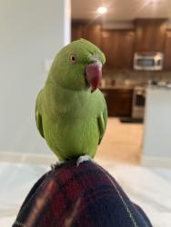 Lost Female Bird last seen West Belfort near Aliana/ Aliana area , Aliana, TX 77407