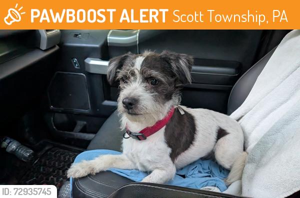 Found/Stray Male Dog last seen Slippery Rock Creek/ Sand Yard Pit, Scott Township, PA 16057
