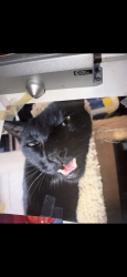 Lost Male Cat last seen Washington Blvd and S Marvin av, Los Angeles, CA 90016