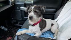 Found/Stray Male Dog last seen Slippery Rock Creek/ Sand Yard Pit, Scott Township, PA 16057