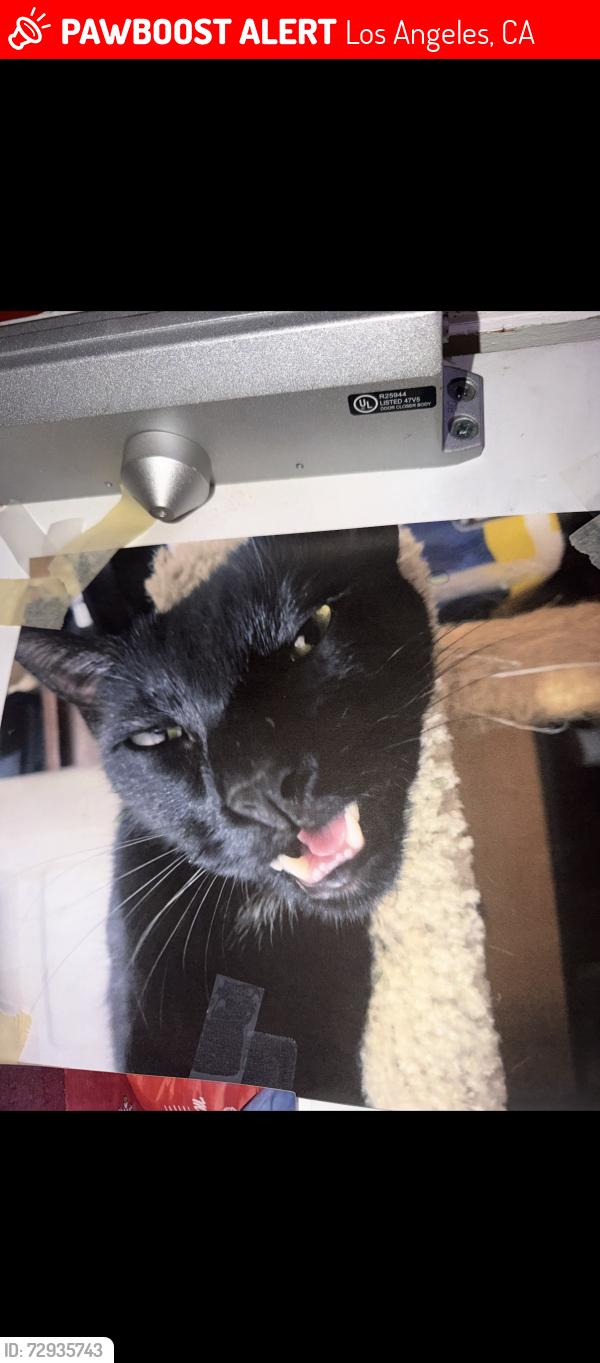 Lost Male Cat last seen Washington Blvd and S Marvin av, Los Angeles, CA 90016