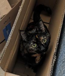 Lost Female Cat last seen Madison Avenue, Bainbridge Island, WA 98110