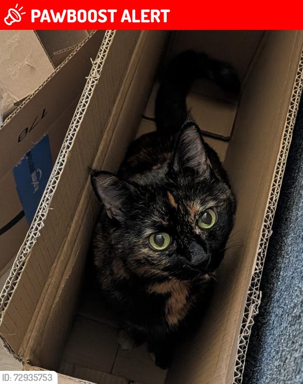 Lost Female Cat last seen Madison Avenue, Bainbridge Island, WA 98110