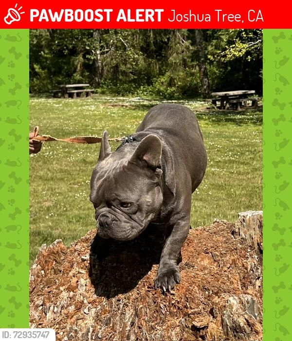 Lost Male Dog last seen winters Rd, Joshua Tree, CA 92252