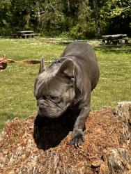 Lost Male Dog last seen winters Rd, Joshua Tree, CA 92252