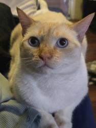 Reunited Female Cat last seen Clinton & Trask - Across the street from Santiago High School, Garden Grove, CA 92843