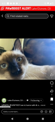 Reunited Male Cat last seen Cottrell , Lake Elsinore, CA 92530