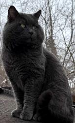 Lost Male Cat last seen Minnehaha Avenue and Aldine St. , Saint Paul, MN 55104