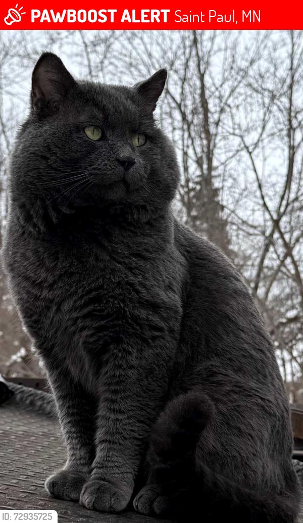Lost Male Cat last seen Minnehaha Avenue and Aldine St. , Saint Paul, MN 55104