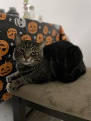 Reunited Male Cat last seen Masters street & Jocelyn way, Elk Grove, CA 95758