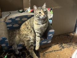 Found/Stray Unknown Cat last seen 8th and menaul, Albuquerque, NM 87107