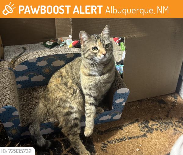Found/Stray Unknown Cat last seen 8th and menaul, Albuquerque, NM 87107