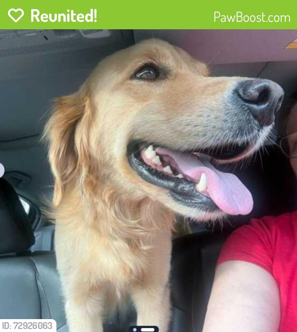 Reunited Female Dog last seen Sulphur Springs Rd near Orchard Avenue in Ballwin Missouri, Ballwin, MO 63021