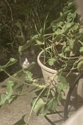 Reunited Male Cat last seen ShopRite Parkville Station Rd, West Deptford, NJ 08051