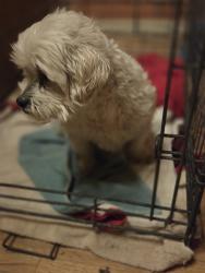 Reunited Male Dog last seen Devore Heights, San Bernardino, CA 92407, USA, San Bernardino, CA 92407