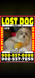 Lost Male Dog last seen Enfrente de los apartamentos de la calle east price en linden nj 07036, Linden, NJ 07036