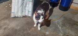 Lost Male Cat last seen Nebraska St and redwood dr, Chandler, AZ 85248