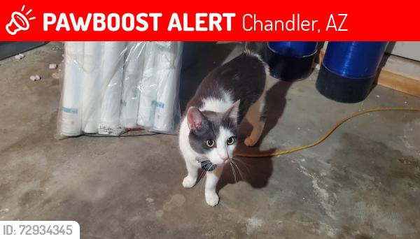 Lost Male Cat last seen Nebraska St and redwood dr, Chandler, AZ 85248