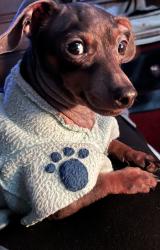 Reunited Female Dog last seen Mulberry Lane and Hwy 315, Harris County, GA 31808